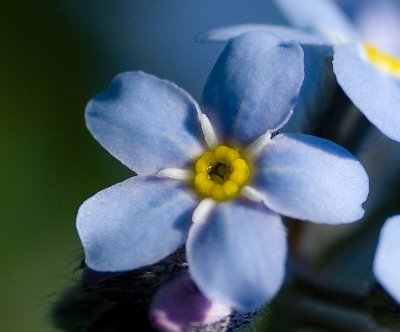 Forget Me Not