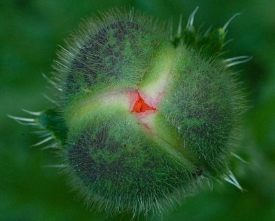 Poppy Bud Ready to Bloom