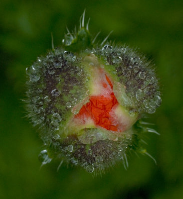 Poppy Bud After Rain