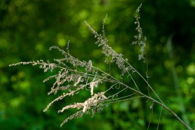 Brown Seeds