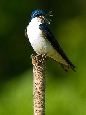 Tree Swallow with Dragonfly
