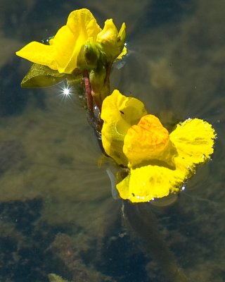 Yellow Flower Growing in Pond