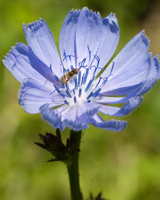 Purple WIldflower (Chicory) with Small Bee-1