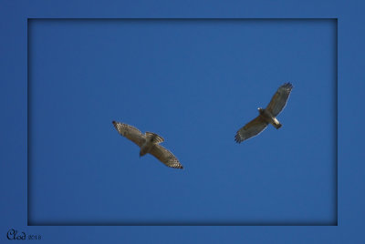 Buse  paulettes - Red-shouldered Hawk