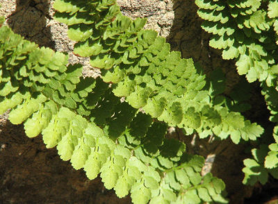 IMG_1479 Shasta fern, Polystichum lemmonii.jpg