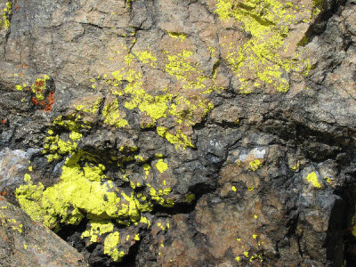 IMG_1482 lichens.jpg