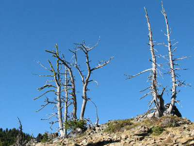 IMG_1535 Dead trees.jpg