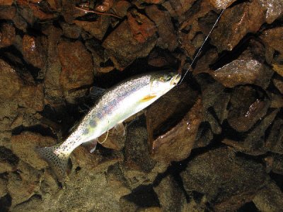 IMG_1577 9 inch trout.jpg