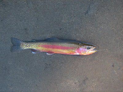 IMG_1592 13 inch golden trout 101306.jpg