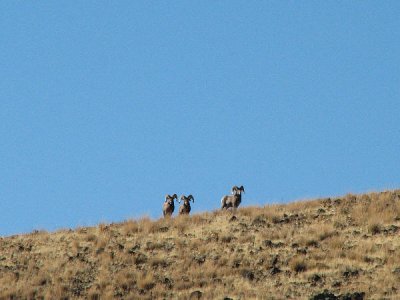 IMG_1773 Rams on horizon.jpg