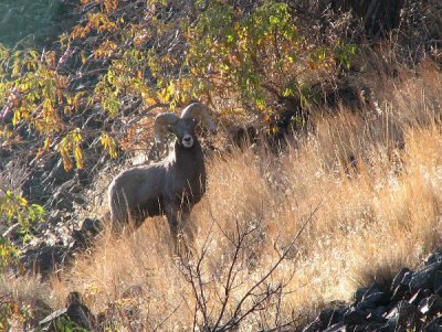 IMG_1927 Bighorn ram 103106.jpg