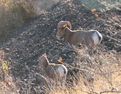 IMG_1932 Bighorn ram and lamb 103106.jpg