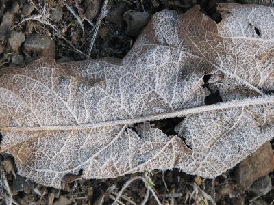 Frosted Leaves