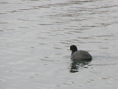 Coot (mudhen)