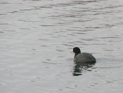 Coot  (mudhen)