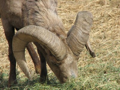 IMG_2773 bighorn ram