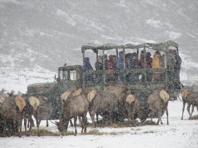 IMG_2846elk viewing.jpg