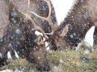 IMG_2845 elk.jpg