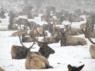 IMG_2809 elk in a snow storm.jpg