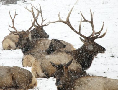 IMG_2806 bull elk and calves.jpg