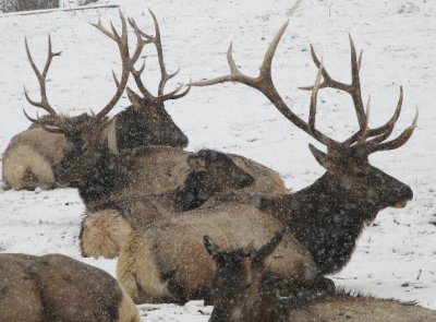 IMG_2805 3 bull elk and calves.jpg