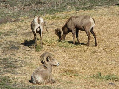 Img_2861 rams.jpg