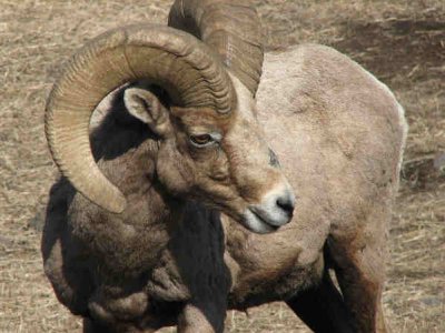 Img_2867 bighorn ram.jpg