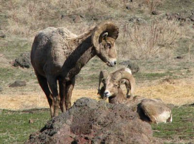 Img_2871 Pair of rams.jpg