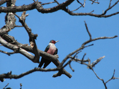 IMG_2898 Lewis's woodpecker