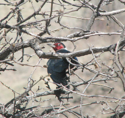 IMG_2899 Lewis's woodpecker