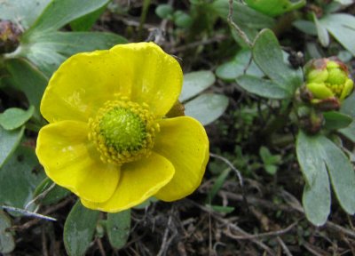 IMG_2911 sagebrush buttercup.jpg