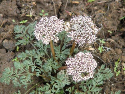 IMG_2925  Lomatium sp.