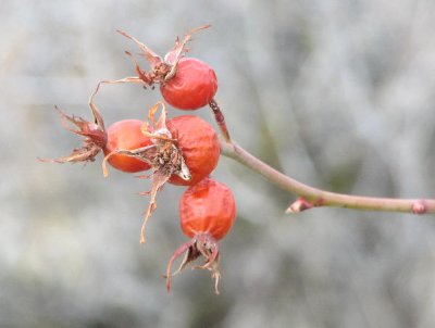 IMG_2947 Wild rose hips.jpg