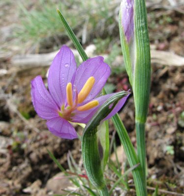 IMG_2949 grass widow Sisyrinchium inflatum.jpg