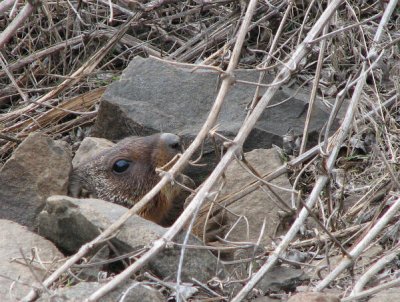 IMG_2982 Yellow-bellied marmots.jpg