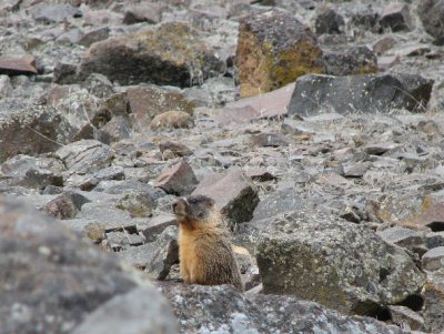 IMG_2983 Yellow-bellied marmot.jpg