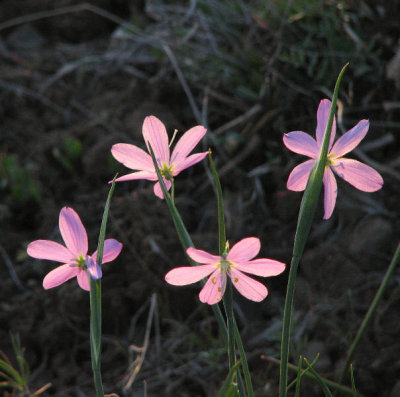 cowiche_canyon