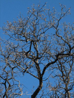 IMG_2744 oak tree.jpg