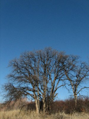 IMG_2745 winter oak trees.jpg