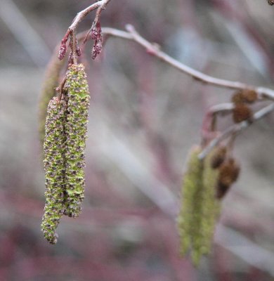 white alder catkins