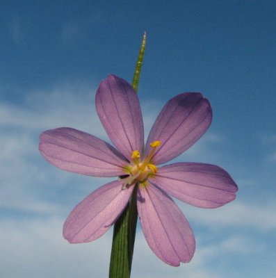 Grass widow