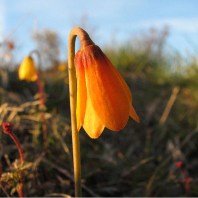 yellow bell