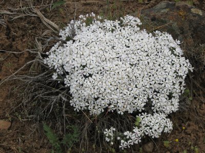 Phlox