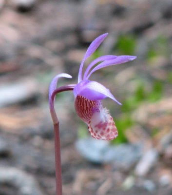 IMG_3691 Calypso orchid