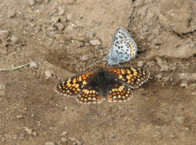 IMG_3333 Checkerspot and square-spotted blue.jpg