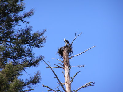 Osprey nest_Indian Cr.JPG