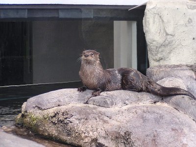 I Otter Be Swimming