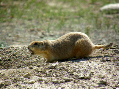 One mad prairie Dog