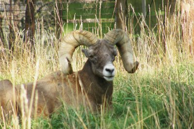 Bighorn sheep?