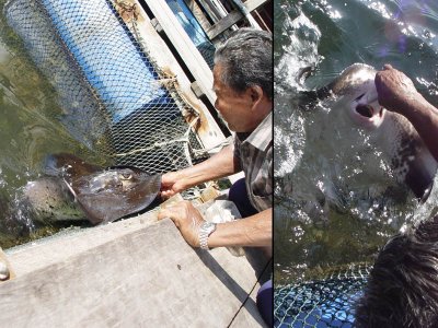 Feeding Rays